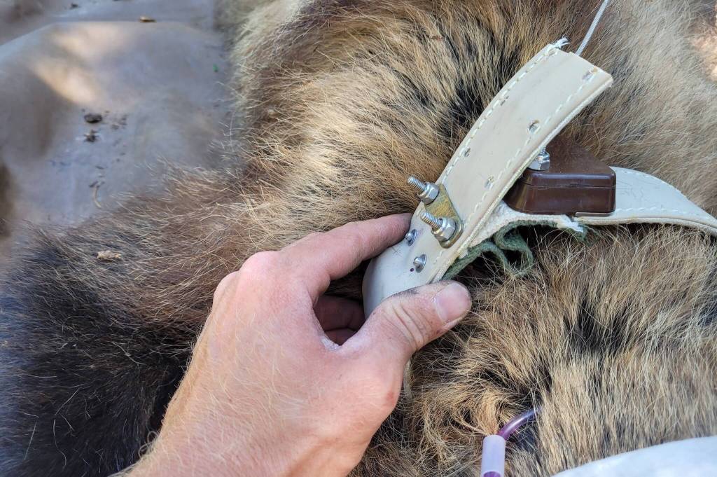 USFWS Radio Collar on Grizzly Bear (USFWS / Wayne Kasworm)
