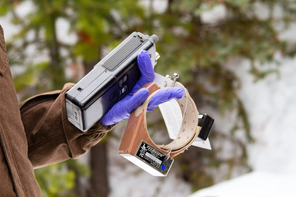 Home Range Wildlife Research staff member holds a receiver and radio collar about to be deployed on a Canada Lynx in the North Cascades. (Christine Phelan)