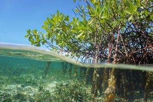 Mangrove trees roots, Rhizophora mangle, above and below the water in the Caribbean sea, Panama, Central America