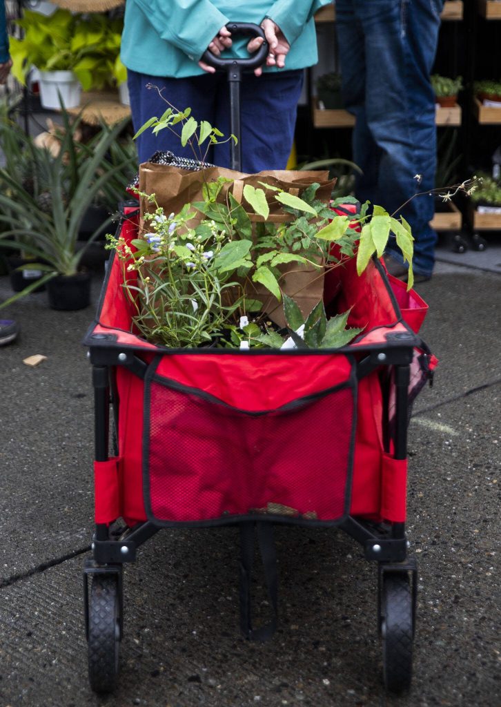 A woman stand with a wagon full of plants during the first day of Sorticulture on Friday, June 9, 2023 in Everett, Washington. (Olivia Vanni / The Herald)