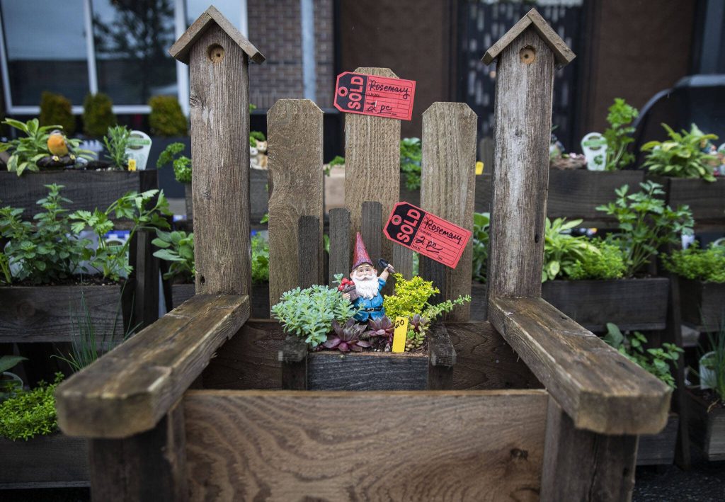 A small gnome figurine is visible in a succulent box with a sold sign during the first day of Sorticulture on Friday, June 9, 2023 in Everett, Washington. (Olivia Vanni / The Herald)