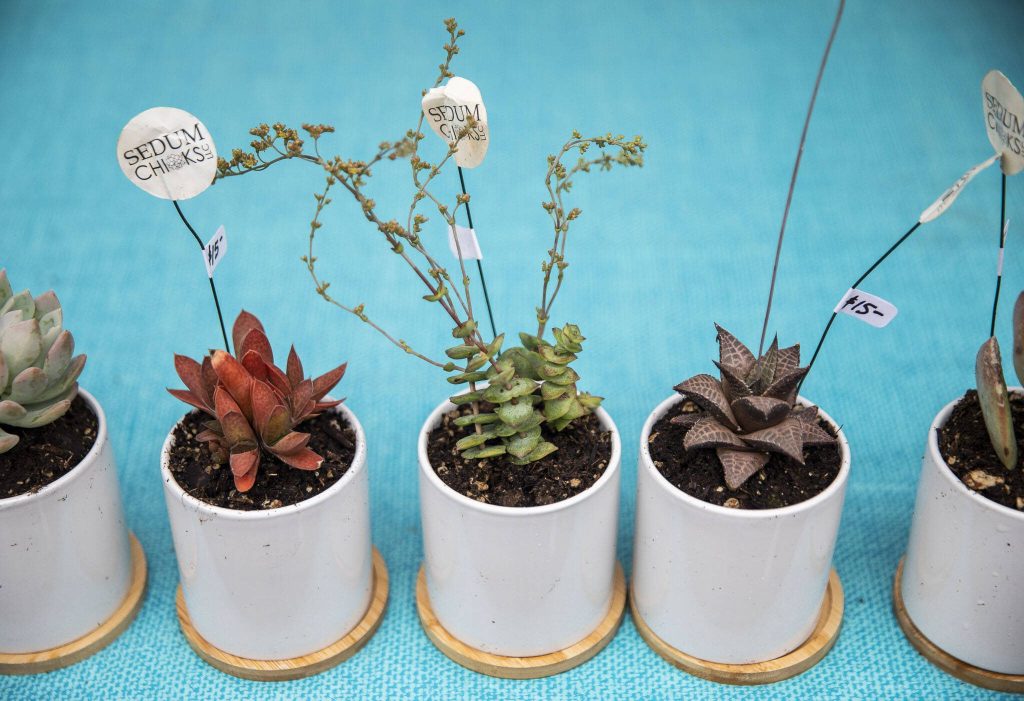 A display of succulents at the Sedum Chicks booth during the first day of Sorticulture on Friday, June 9, 2023 in Everett, Washington. (Olivia Vanni / The Herald)