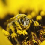 A bee is covered with pollen while resting on a yellow flower. (Getty Images)