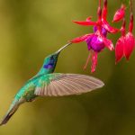 A hummingbird collects pollen from a fuschia flower. (Getty Images)