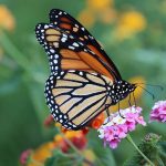 A Monarch butterfly captured samples pollen from lantana flowers. (Getty Images)