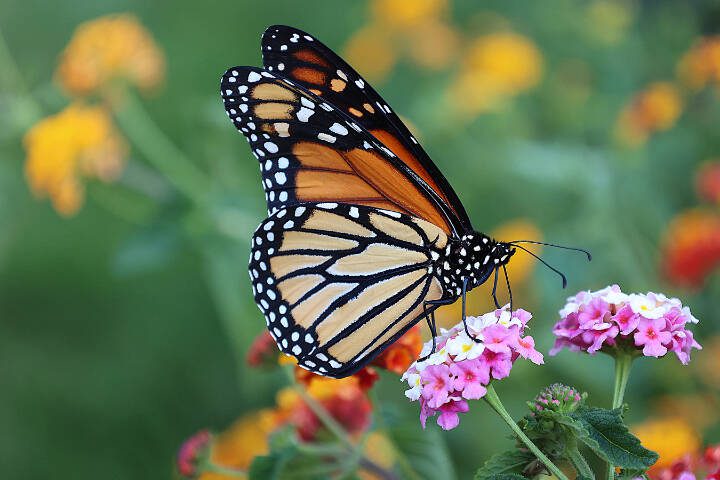 A Monarch butterfly captured samples pollen from lantana flowers. (Getty Images)