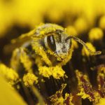 Bee covered with pollen on a yellow flower