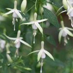 Hummingbirds love this hardy fuschia. (Richie Steffen)