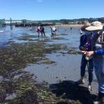 WSU Snohomish County Beach Watchers search for crab molts on Olympic Beach in Edmonds. (Photo provided by Jonathan Robinson)