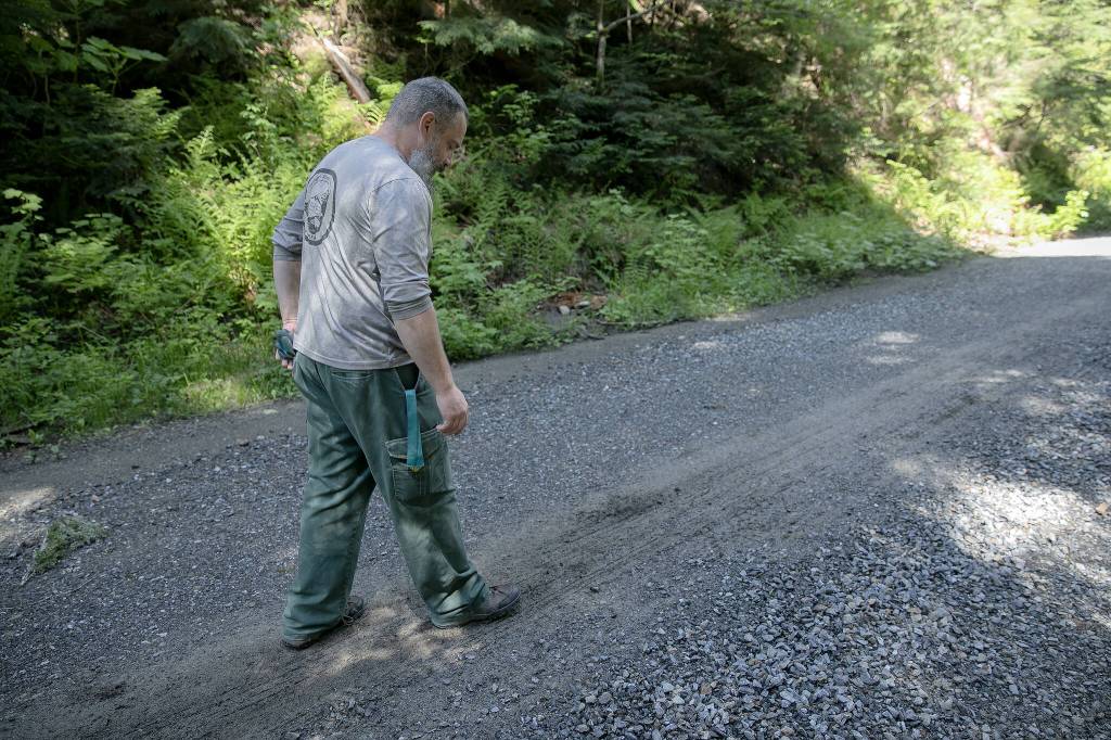 Recreation Management Specialist Jonathan Sotherland of the U.S. Forest Service checks the feel of the gravel on Mountain Loop Highway on Thursday, June 6, 2024, in rural Snohomish County, Washington. Sotherland wanted to check the condition of the closed road, and said some spots were a consistency similar to chunky peanut butter. (Ryan Berry / The Herald)