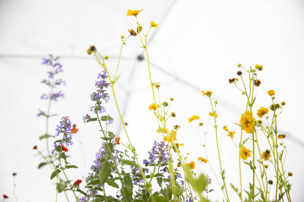 Colorful flowers available at Alpine Gardens during Sorticulture on Friday, June 7, 2024, in Everett, Washington. (Olivia Vanni / The Herald)