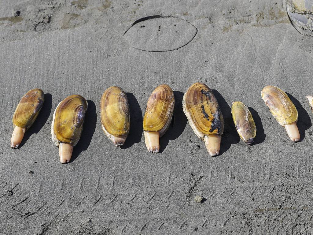 A row of razor clams on the beach on March 14 in Moclips, Washington. Razor clams vary greatly in size. Clammers must keep the first 15 clams they dig, regardless of size or condition. (Brenda Mann Harrison / Special to The Herald)