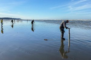 The best time to dig for razor clams is about two hours before or after low tide. On Thursday, March 14, 2024, Mocrocks Beach in Moclips, Washington, had a -0.3 tide at 10:12 a.m. By 9 a.m. the beach swarmed with clammers thumping their digging tubes against the sand to stir the razor clams into showing where they were hiding. (Brenda Mann Harrison / Special to Sound & Summit)