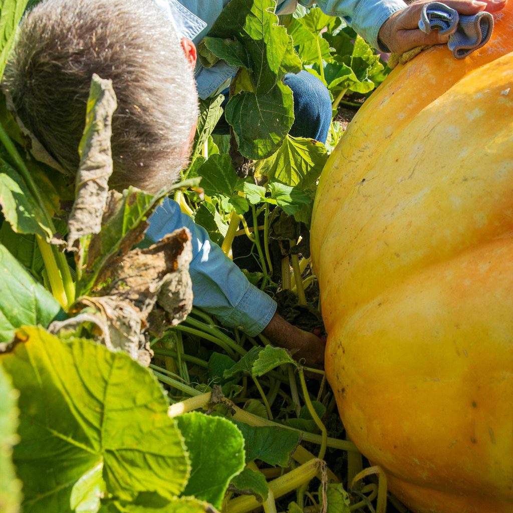Ross Haddow cuts the stem of his giant pumpkin before receiving help sliding it downhill to the bed of his truck Saturday, Sept. 30, 2023, at his home in Edmonds, Washington. (Ryan Berry / The Herald)