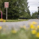 A girl walks her dog along a path lined with dandelions at Willis D. Tucker Community Park on Monday, Sept. 11, 2023, in Snohomish, Washington. (Olivia Vanni / The Herald)