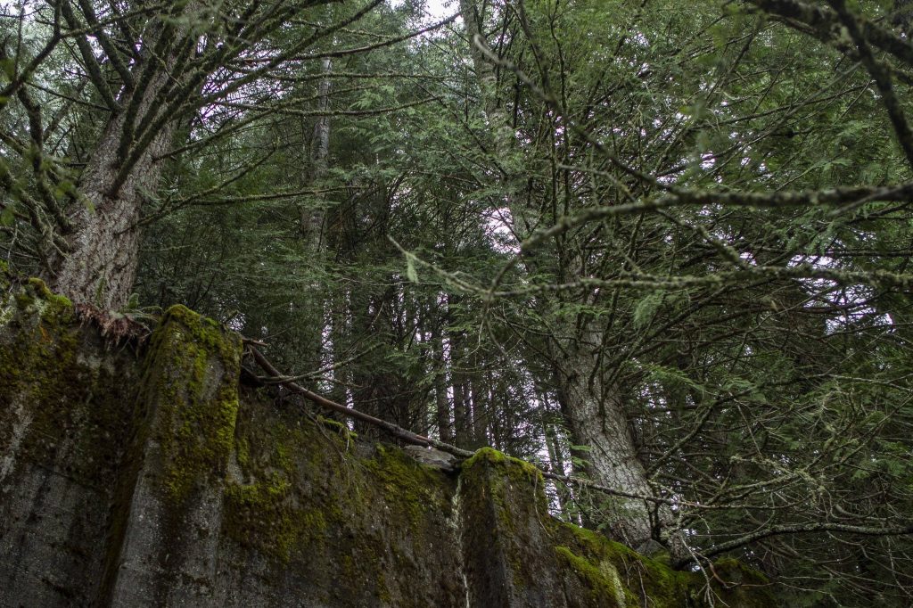 A former retaining wall along the Iron Goat Trail in Leavenworth, Washington on Sunday, May 19, 2024. (Annie Barker / The Herald)