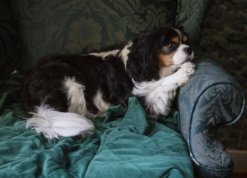 Lily lounges on a chair on July 9, 2024 in Everett. (Olivia Vanni / The Herald)
