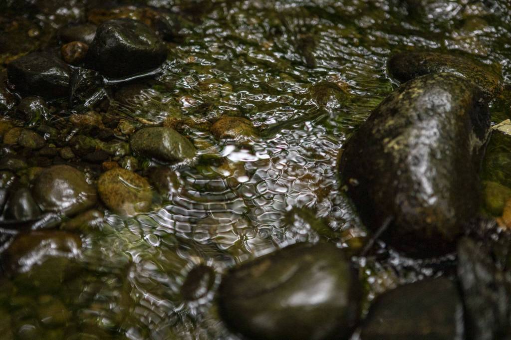 Water runs at Tambark Creek in Bothell, Washington on Monday, July 1, 2024. (Annie Barker / The Herald)