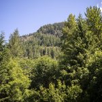 Mountains near Sauk River Estates on Thursday, June 20, 2024 in Concrete, Washington. A community called Sauk River Estates has a very steep slope above it. There is a DNR-approved timber sale that borders the estate properties, yet they were not consulted about the sale before approval. The community has already appealed the sale and has hired their own geologist to conduct a slope stability report at the site. (Annie Barker / The Herald)