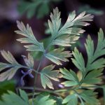 A bleeding heart plant Kim Skarda is trying to protect by her home on Thursday, June 20, 2024 in Concrete, Washington. A community called Sauk River Estates has a very steep slope above it. There is a DNR-approved timber sale that borders the estate properties, yet they were not consulted about the sale before approval. The community has already appealed the sale and has hired their own geologist to conduct a slope stability report at the site. (Annie Barker / The Herald)