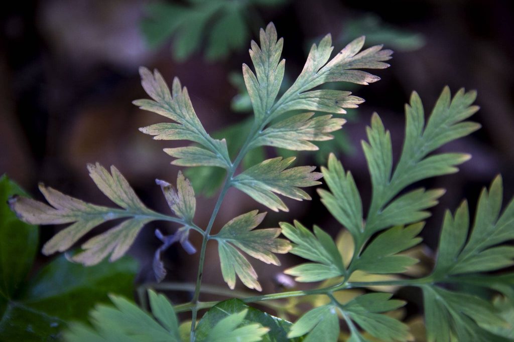 A bleeding heart plant Kim Skarda is trying to protect by her home on Thursday, June 20, 2024 in Concrete, Washington. A community called Sauk River Estates has a very steep slope above it. There is a DNR-approved timber sale that borders the estate properties, yet they were not consulted about the sale before approval. The community has already appealed the sale and has hired their own geologist to conduct a slope stability report at the site. (Annie Barker / The Herald)