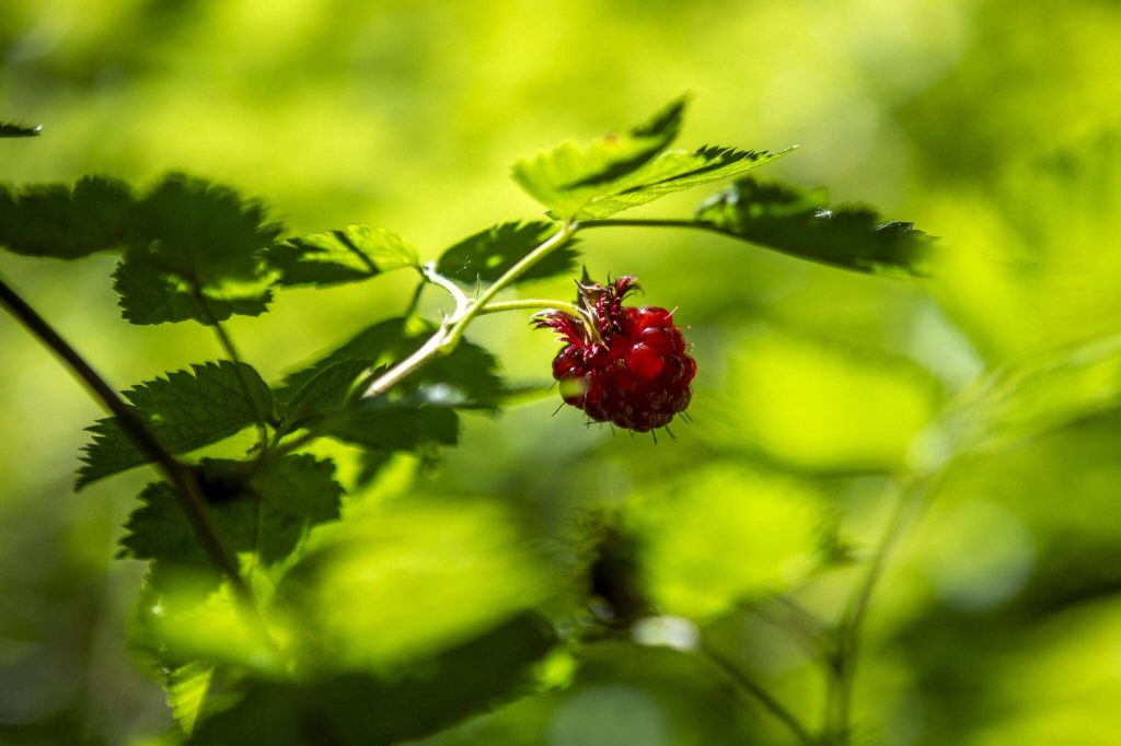 A salmonberry by Kim Skardas home on Thursday, June 20, 2024 in Concrete, Washington. A community called Sauk River Estates has a very steep slope above it. There is a DNR-approved timber sale that borders the estate properties, yet they were not consulted about the sale before approval. The community has already appealed the sale and has hired their own geologist to conduct a slope stability report at the site. (Annie Barker / The Herald)