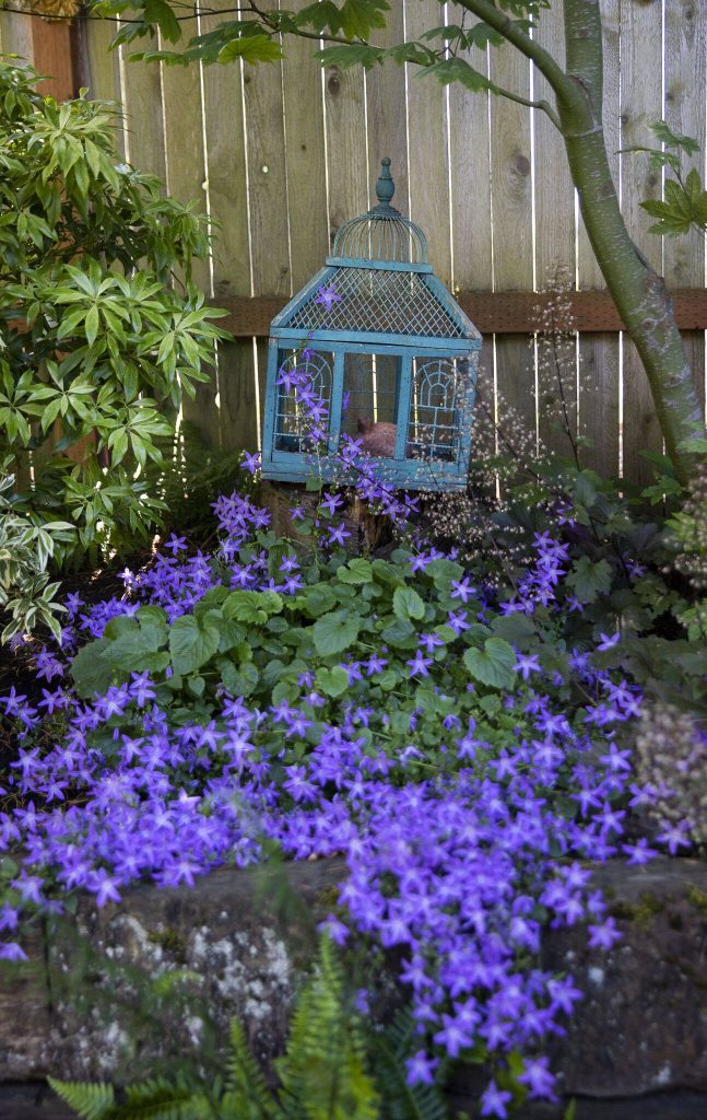 Blue bellflowers cascade out of a metal bird cage on Tuesday, July 2, 2024 in Mukilteo, Washington. (Olivia Vanni / The Herald)