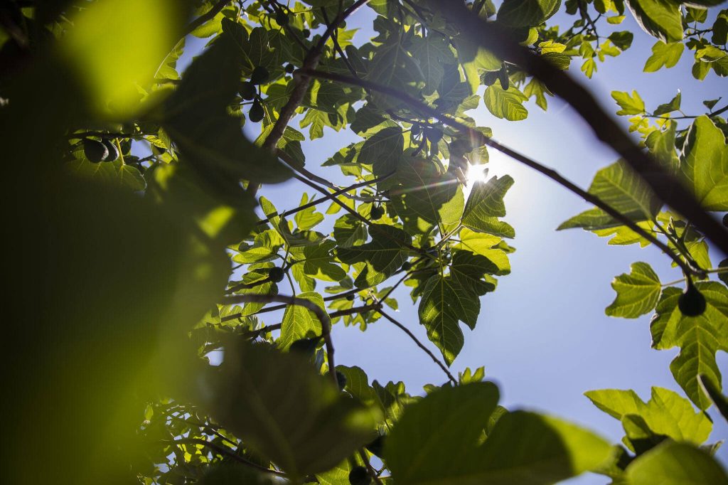 The sun shines through fig tree leaves on Tuesday, July 2, 2024 in Mukilteo, Washington. (Olivia Vanni / The Herald)
