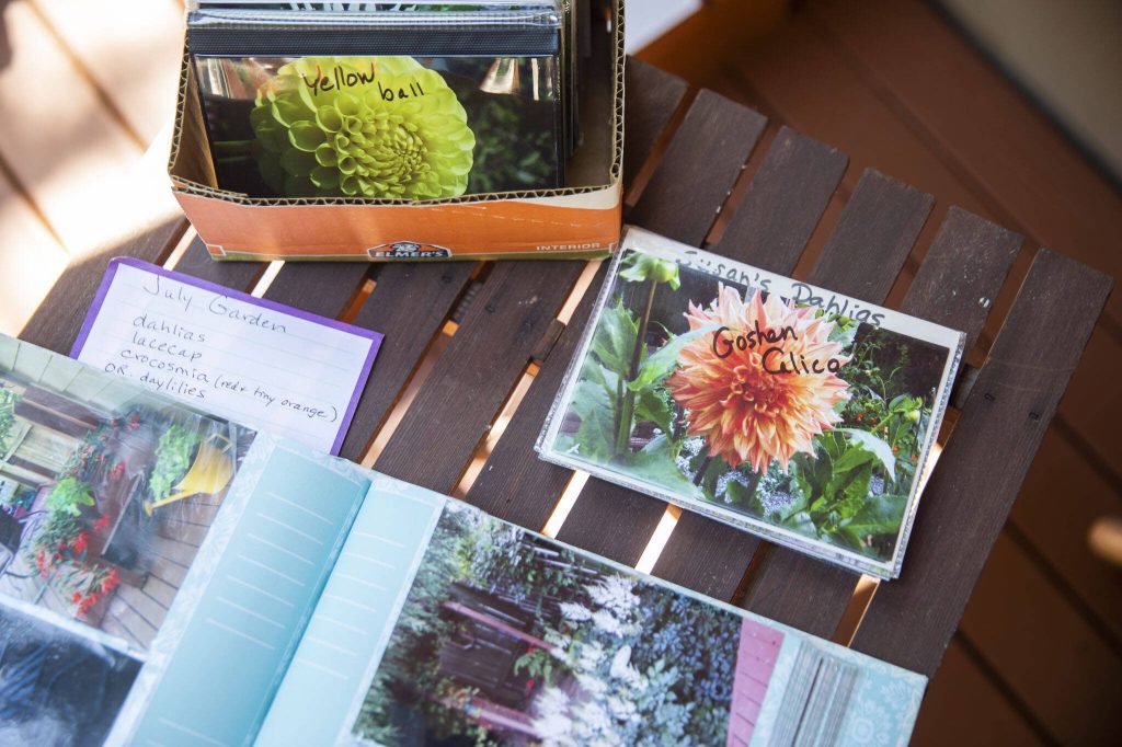 Photos of dahlias on display for tour-goers on Tuesday, July 2, 2024 in Mukilteo, Washington. (Olivia Vanni / The Herald)