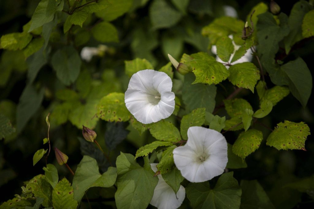 Flowers bloom at Spencer Island Park on Saturday, June 29, 2024 in Everett, Washington. (Annie Barker / The Herald)