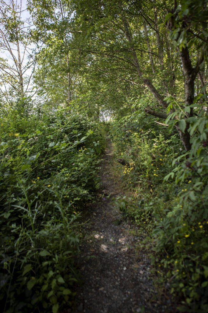 A trail at Spencer Island Park on Saturday, June 29, 2024 in Everett, Washington. (Annie Barker / The Herald)