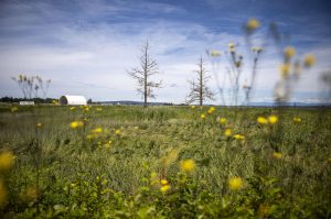 Spencer Island Park on Saturday, June 29, 2024 in Everett, Washington. (Annie Barker / The Herald)