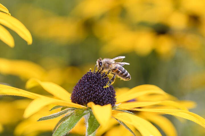 A bee collects pollen from a rudbeckia flower. (Getty Images)