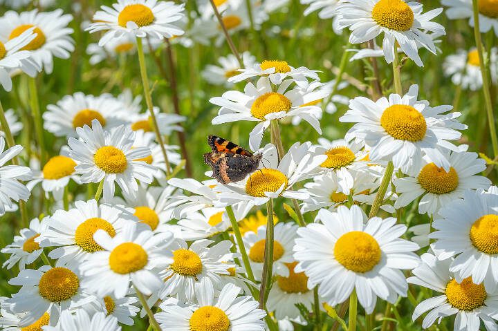 A butterfly visits a leucanthemum flower. (Getty Images)