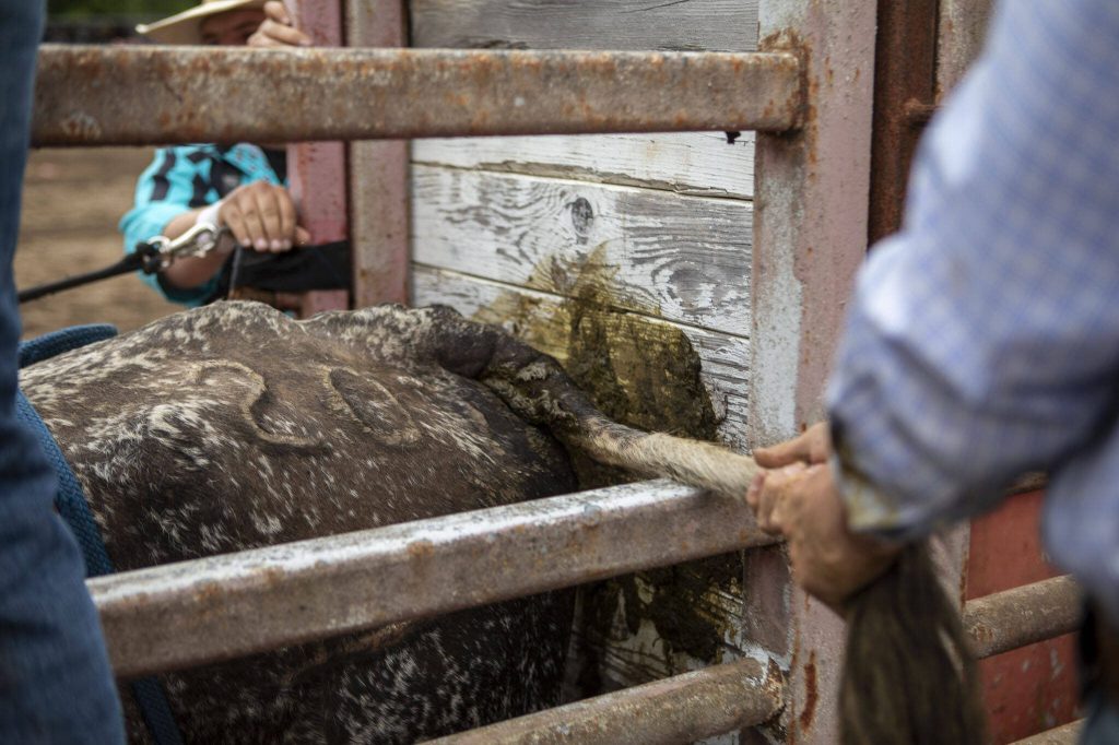 A bull is prepared for the bull riding event during the Timberbowl Rodeo in Darrington, Washington, on Saturday, June 29, 2024. (Annie Barker / The Herald)
