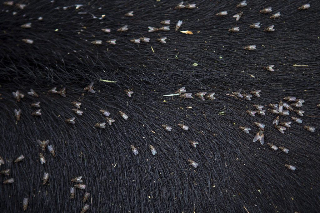 Flies cover the back of a cow during the Timberbowl Rodeo in Darrington, Washington, on Saturday, June 29, 2024. (Annie Barker / The Herald)