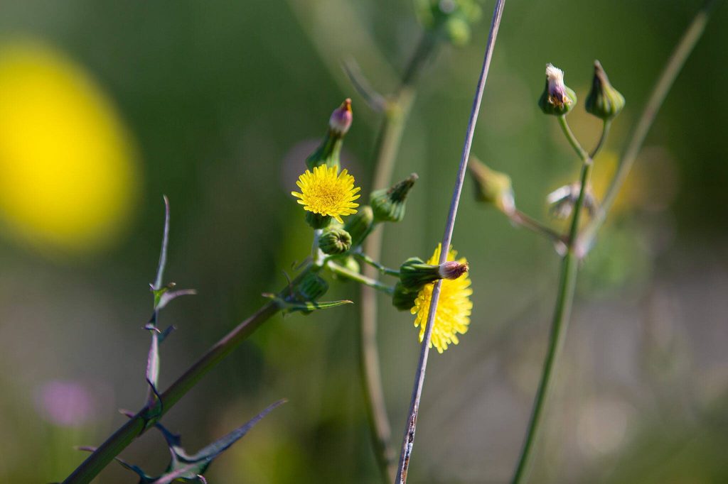 Thistle grows in a green space at the downtown Marysville stormwater treatment plant on Thursday, July 11, 2024, in Marysville, Washington. (Ryan Berry / The Herald)