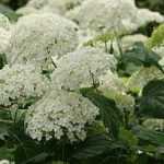 This hydrangea will reach full bloom in summer. The fading flowers look attractive well into autumn. (Richie Steffen)