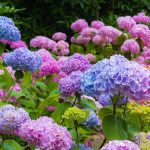 Bigleaf mophead hydrangeas sport a variety of brightly colored flowers. (Getty Images)