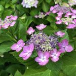 Lacecap hydrangeas have smaller, more delicate looking flowers. (Getty Images)