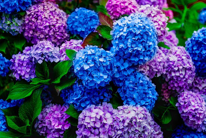 Purple, pink and blue hydrangea flowers pop with color in the summer sun. (Getty Images)