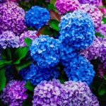 Beautiful Pink and Blue Hydrangea Flowers in the Garden on Sunny Summer Day