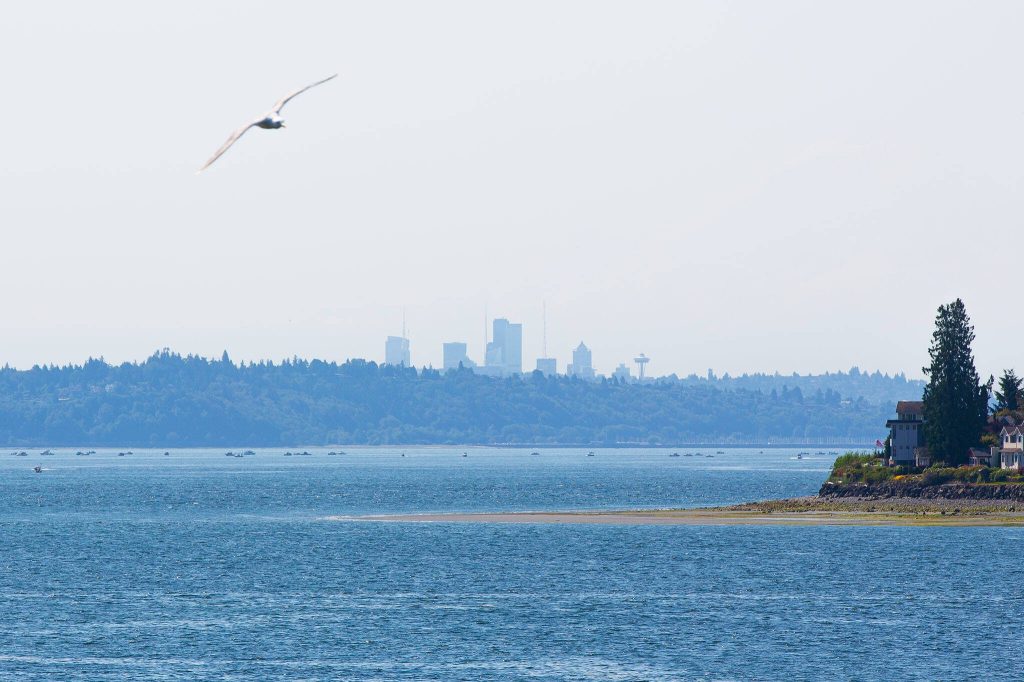 Dozens of fishing vessels float in the center of a shipping lane in the Puget Sound near the Edmonds/Kingston ferry route Thursday, July 18, 2024, seen from Kingston, Washington. Hundreds of fishing boats can converge on an area once fish are spotted. (Ryan Berry / The Herald)