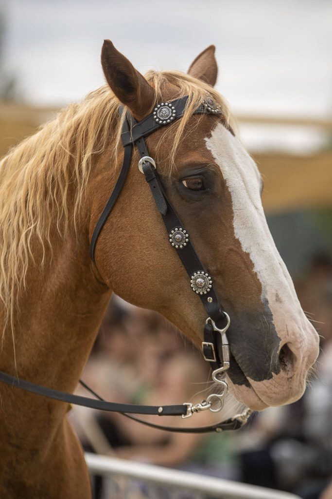 A horse stands at attention during the Washington Midsummer Renaissance Faire at Sky Meadows Park in Snohomish, Washington, on Sunday, Aug. 6, 2023. (Annie Barker / The Herald)