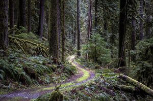 Trees and foliage grow at the Rockport State Park on Wednesday, April 3, 2024 in Rockport, Washington. (Annie Barker / The Herald)