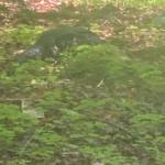 A photo of Tazz, an Argentine white Tegu still missing near Granite Falls. (Provided photo)