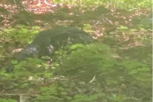 A photo of "Tazz," an Argentine white Tegu still missing near Granite Falls. (Provided photo)