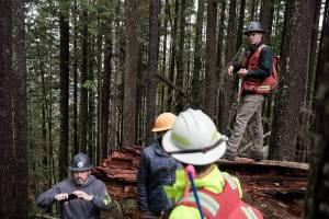 Bailey Vos, a pre-sales forester, stands on a fallen tree in the Stilly Revisited timber sale  on Wednesday, May 29, 2024 in Arlington, Washington. (Ta'Leah Van Sistine / The Herald)