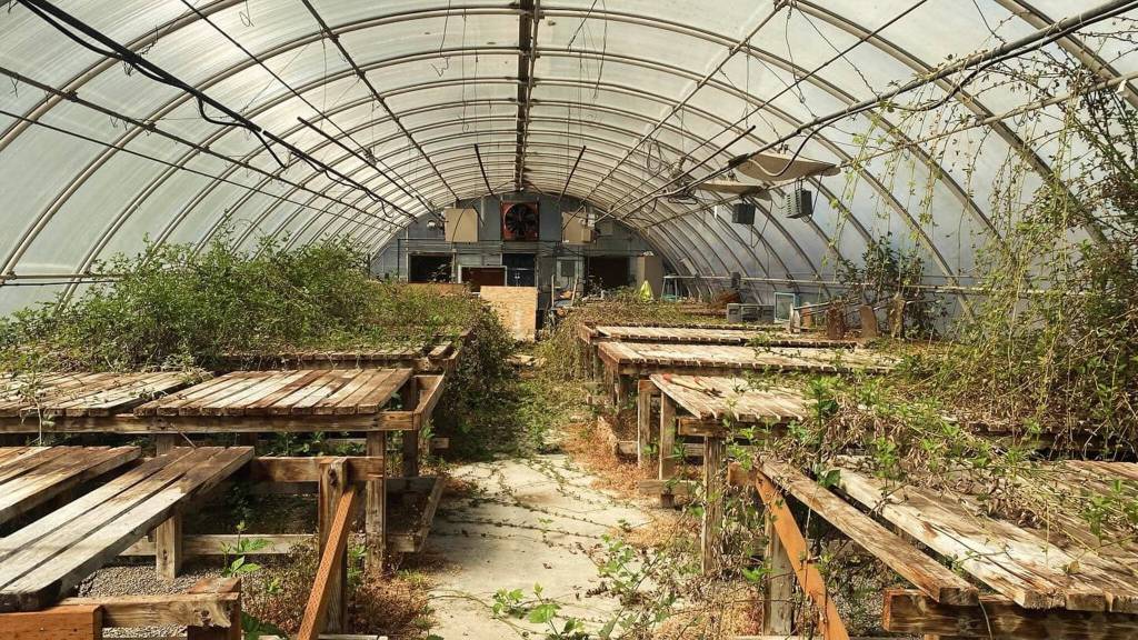 A before photo shows the greenhouses state of disrepair before the June cleanups. (Courtesy of Kayla Carter)