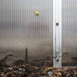 A small snail crawls up the outside of the greenhouse on Monday in Marysville. (Olivia Vanni / The Herald)